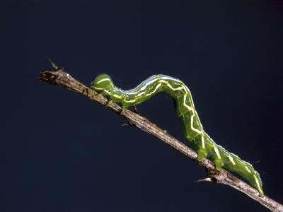 Vert Inch Worm sur la branche