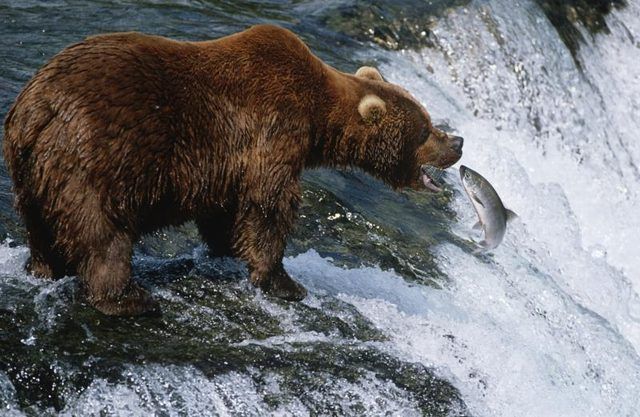 Un ours qui tente d'attraper une piscine de saumon en amont du fleuve.