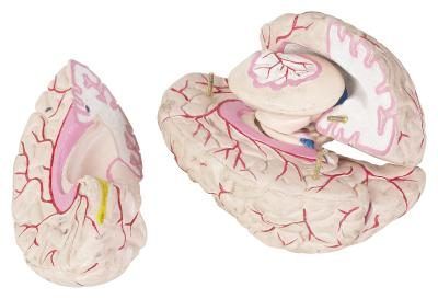 Modèle du cerveau humain, les nerfs en surbrillance rouge.