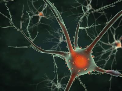 Le rendu 3D de neurones.