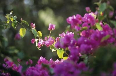 Bougainvilliers tropicales produisent des masses de fleurs brillantes.