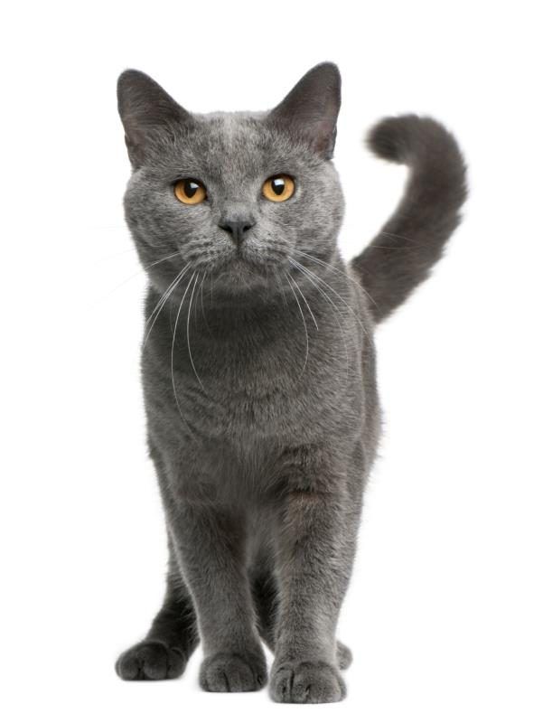 Le Chartreux a de grands yeux d'or et un visage souriant.