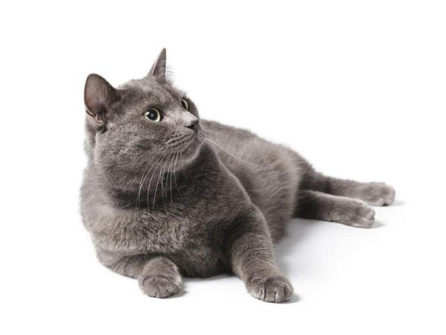 Le British shorthair a une personnalité décontractée.