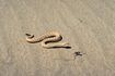 Le serpent à sonnettes Sidewinder est appelé ainsi pour sa façon unique de se déplacer à travers le sable.