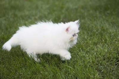 Garder les chats hors de votre pelouse par diffusion pelures d'orange le long de la pelouse's perimeter.