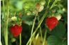 Les fraisiers peuvent voler azote et d'autres minéraux légumes ont besoin.
