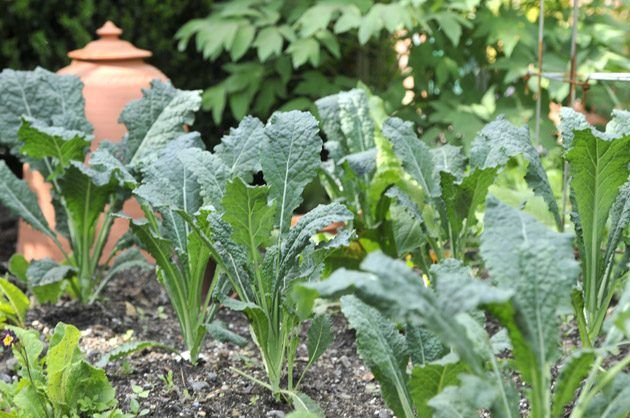 Kale fonctionne mieux lorsqu'il est planté au milieu de l'été comme une culture d'automne et d'hiver, mais une récolte rapide peut être eu à partir de semis placés au début du printemps, et récolté avant le temps chaud arrive.