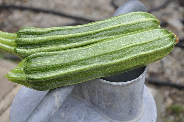 Zucchini d'un jardin de la maison peuvent être ramassés jeunes quand ils sont encore croustillant et tendre.