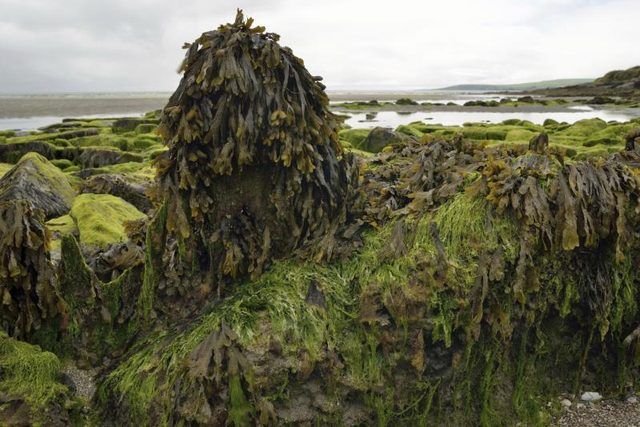 Les algues couvrant les rochers à marée basse.