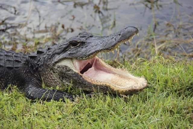 Les visiteurs sont susceptibles de voir des alligators et des crocodiles.