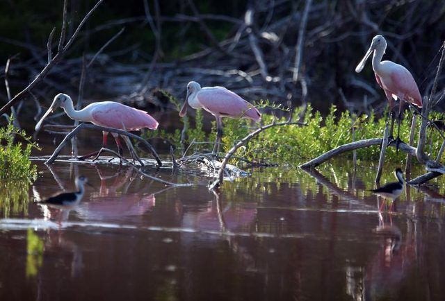 Spatules rosées appellent la maison Everglades.