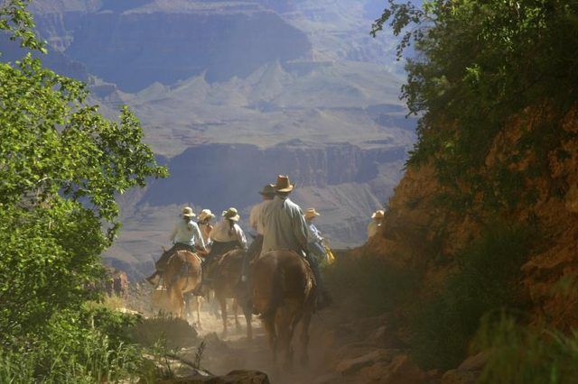 Réservez tôt pour la descente dans le Grand Canyon à dos de mulet.