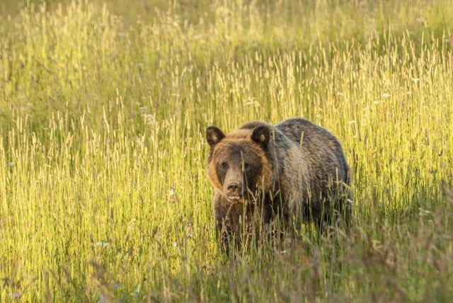 Grizzlies abondent dans Yellowstone, et vous devriez garder vos distances.