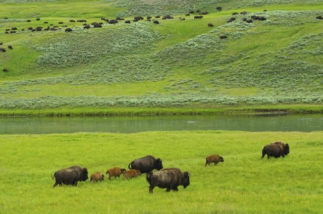 Recherchez bébé bisons le long de la rivière Yellowstone au printemps.