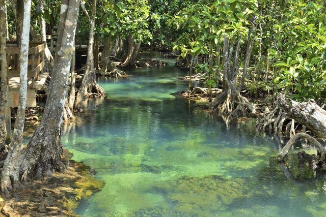 L'eau claire dans une forêt de mangrove.