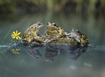 Trois grenouilles assis sur un rocher.