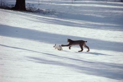 Un lynx chasse un lièvre blanc dans la neige.