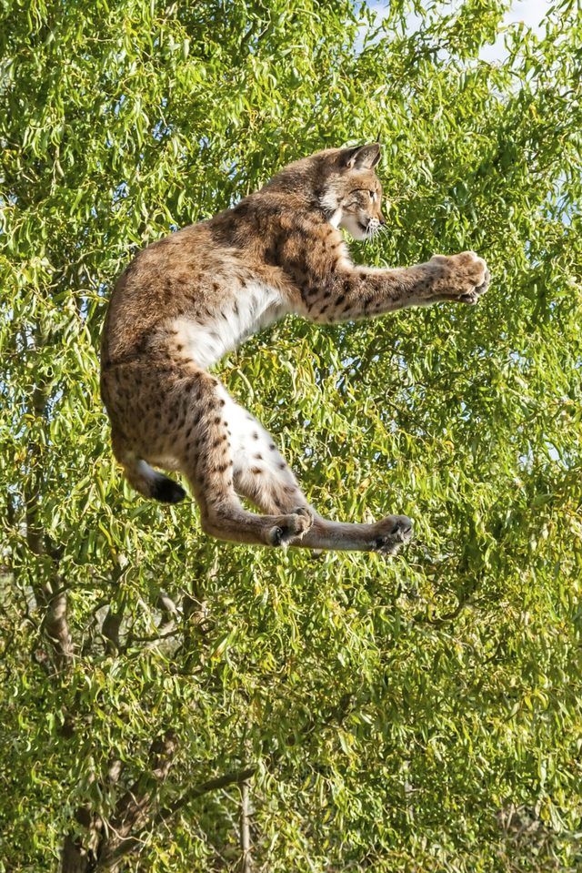 Un lynx roux saute d'un arbre et attrape petites proies dans ses pattes.