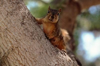 Écureuils et les campagnols mangent les hostas feuilles et les racines.