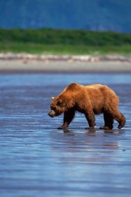 Les ours bruns peuvent courir jusqu'à 30 miles par heure.
