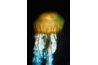 Les méduses sont des animaux qui manquent une colonne vertébrale.