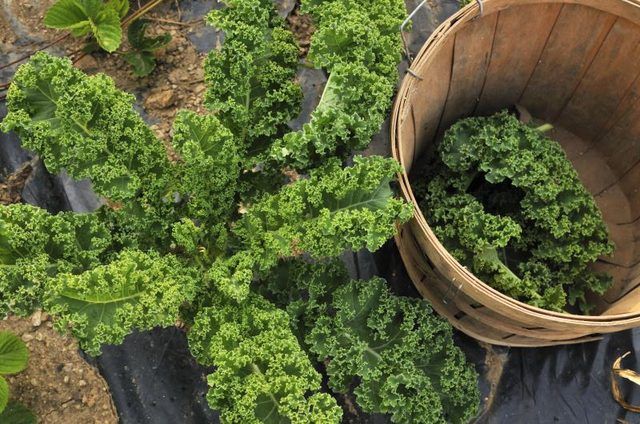 Kale plante à côté panier pour la récolte