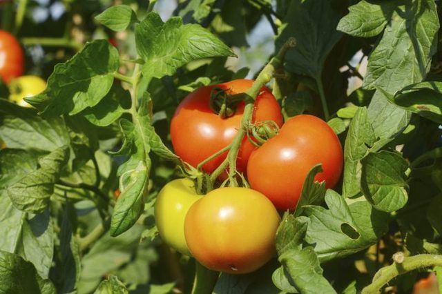 Close-up de plant de tomate