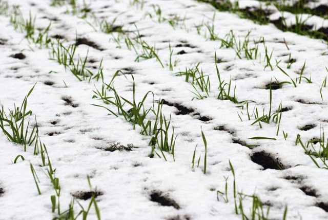 Le blé d'hiver dans la neige