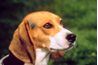 Dans une expérience, les beagles ont été contraints de fumer pendant attaché à machines à fumer. On pouvait s'y attendre, ils ont développé un cancer du poumon.