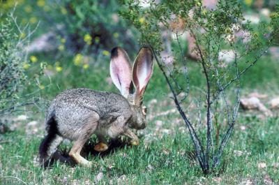 Civet de lapin est un plat bien connu Romani.