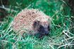 Le hedghog est cuit avec des herbes et enveloppé dans de l'argile.