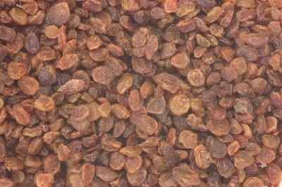 Les raisins secs et les raisins de Corinthe sont ajoutés à Pirogo ou pouding aux nouilles.
