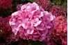 Hortensias roses sont des arbustes d'été fiables.