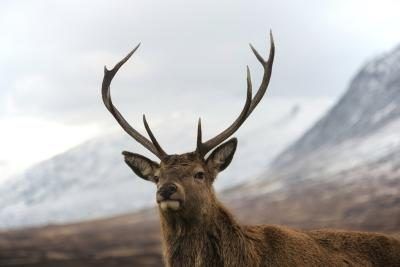 Cerfs mâles ont des bois.