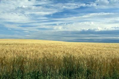 la culture du blé dans les plaines