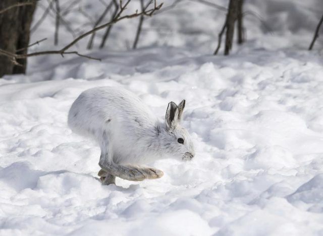 Un lièvre blanc sauts sur la neige.