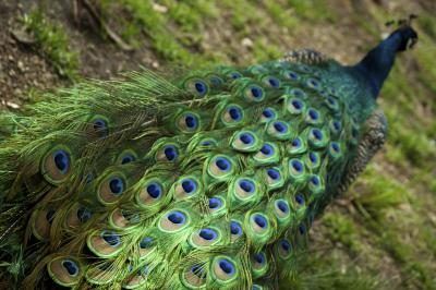 Quelles sont les couleurs dans un paon's Feathers?