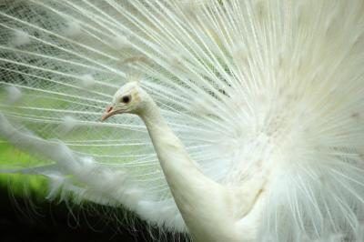 Un paon blanc déploie ses plumes de la queue.