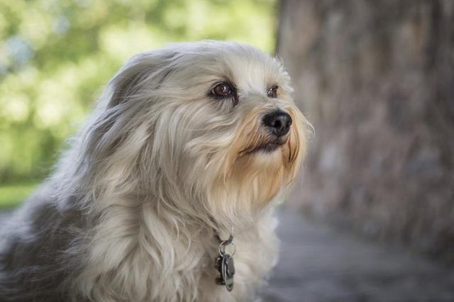 Close-up d'un chien havanais extérieur.