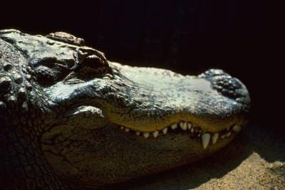Crocodiles ont des mâchoires qui sont constitués de plusieurs os.