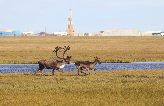 Caribou courir près de la plate-forme de forage pétrolier dans la toundra de l'Alaska