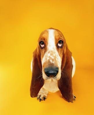 Oreilles don't get much longer than those of the basset hound.