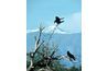 Colibris de chasse corbeaux.