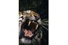Un tigre utilise ses dents pour chercher en dehors de proie.