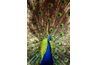 Les couleurs de la queue de paon sont produites par la façon dont les plumes reflètent la lumière.