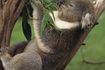 Koalas sont l'un des rares mammifères qui peuvent survivre sur les feuilles d'eucalyptus.