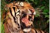 Le tigre du Bengale est l'un du monde's supreme carnivores.