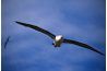 A 50 ans, l'albatros a volé au moins 3,7 millions de miles.