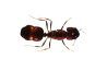 Les fourmis sont sociale et les sauterelles sont solitaires - habituellement.