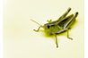 Grasshoppers ont été autour depuis la période du Permien. Fourmis, pas si longtemps.